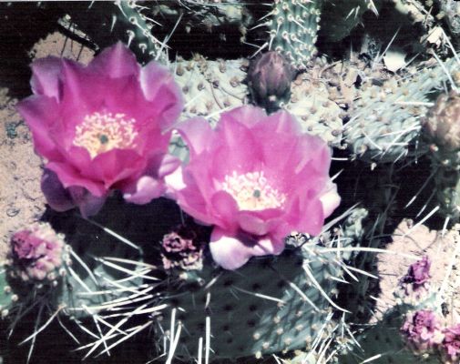 <b>Cactus in bloom in Zion National Park</b>